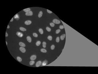 VisiQuant Slide Image