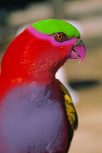 bird_pgrb