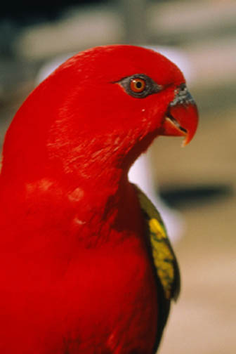 bird_r
