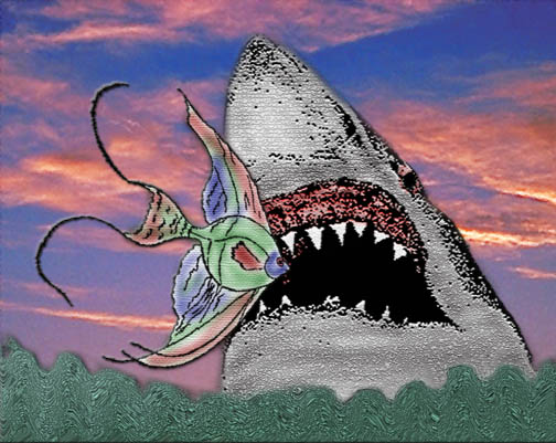 shark1