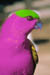 bird_pg