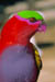 bird_pgrb