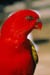 bird_r