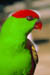 bird_rg