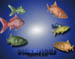 fishes